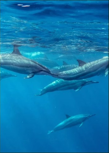 A pod of dolphins underwater
