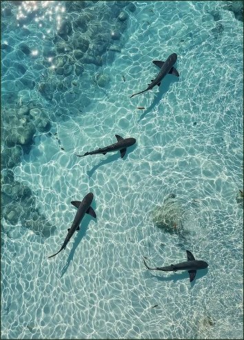 Reef sharks in clear shallow water